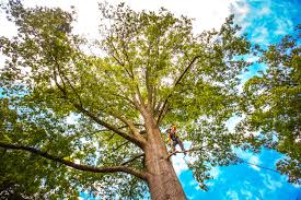 Best Tree Trimming and Pruning  in Nitro, WV