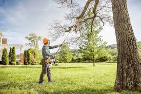 Best Lawn Dethatching  in Nitro, WV