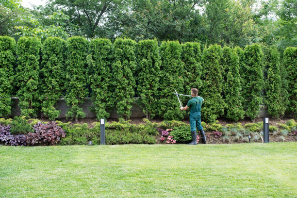 Best Lawn Maintenance Plans  in Nitro, WV