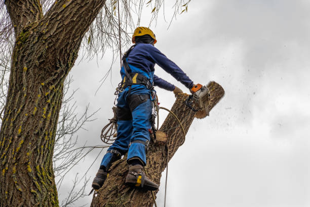 How Our Tree Care Process Works  in Nitro, WV