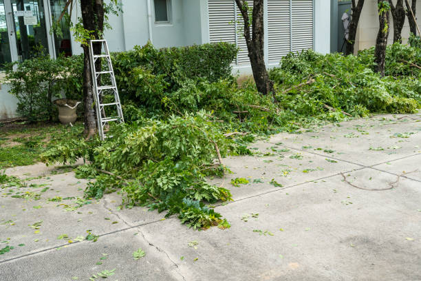 Best Root Management and Removal  in Nitro, WV