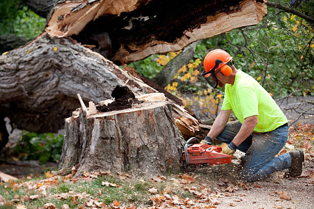 Reliable Nitro, WV Tree Services Solutions