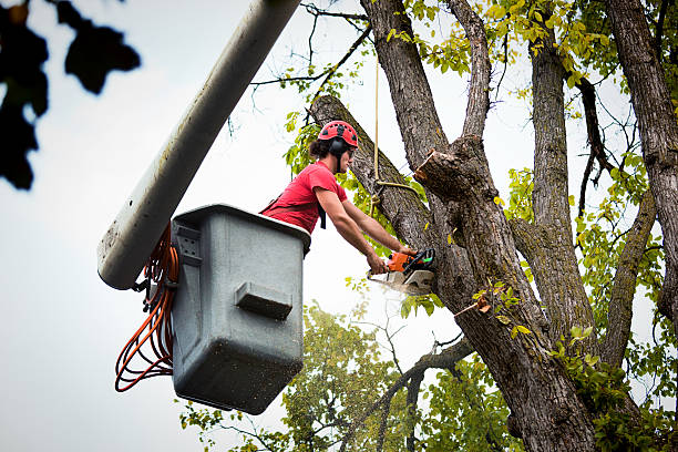 Best Storm Damage Tree Cleanup  in Nitro, WV