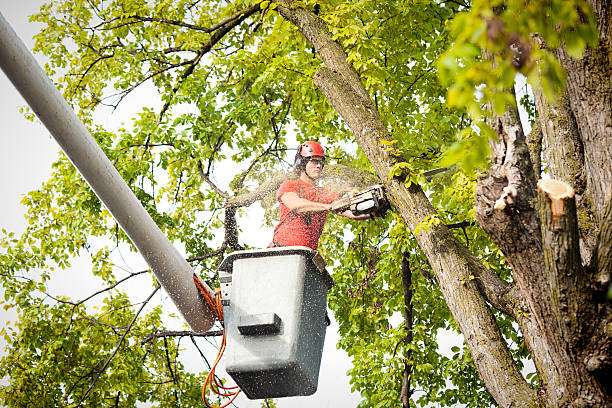 Best Leaf Removal  in Nitro, WV